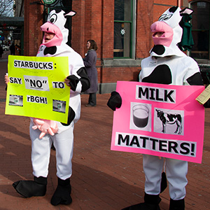 Activists dressed as cows holding signs protesting rGBH hormones in milk.