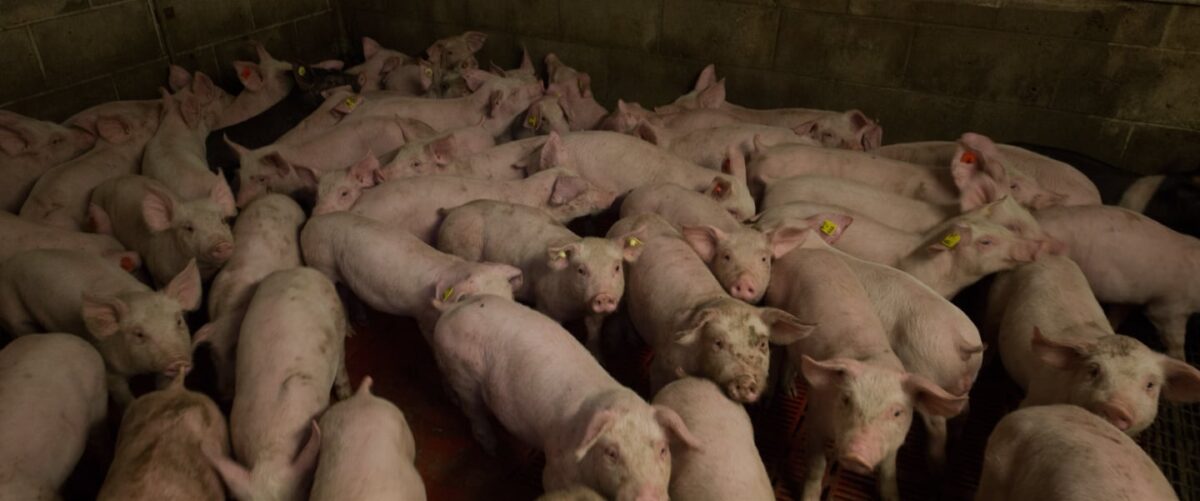 Pigs crowded in a dark factory farm pen.